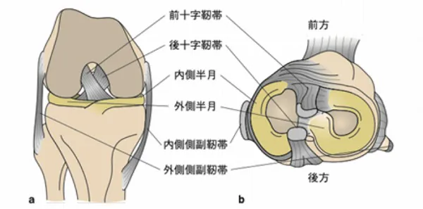 そもそも膝の靱帯とは？